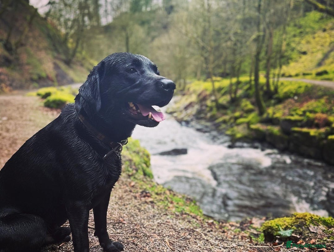Labrador Retriever dogs for sale: 7yo Male Labrador KC Registered - Image 2