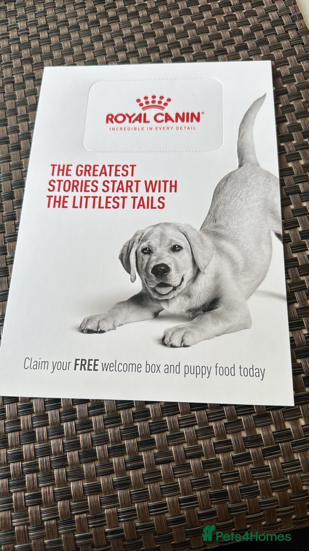 Cavapoo dogs for sale: F1b Cavapoo puppies  - Advert 15