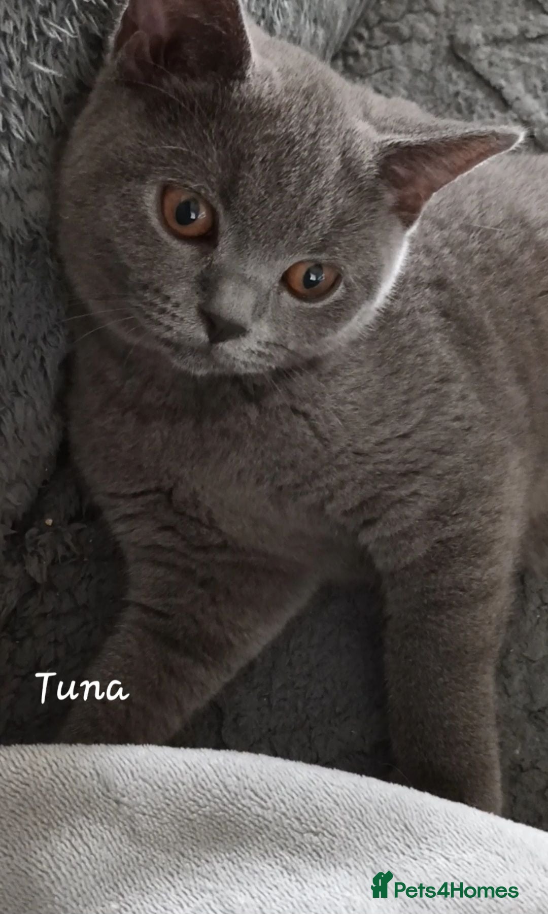 British Shorthair cats Pure British Shorthair  - Advert 5