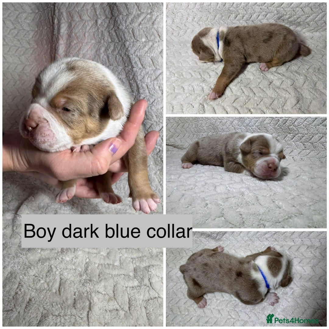 Old Tyme Bulldog dogs for sale: beautiful olde tyme bulldog puppies  - Advert 12