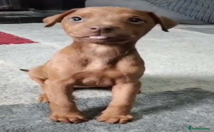 Dobermann dogs - Advert 1