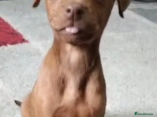 Dobermann dogs - Advert 5