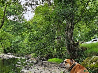 Old Tyme Bulldog dogs - Advert 1