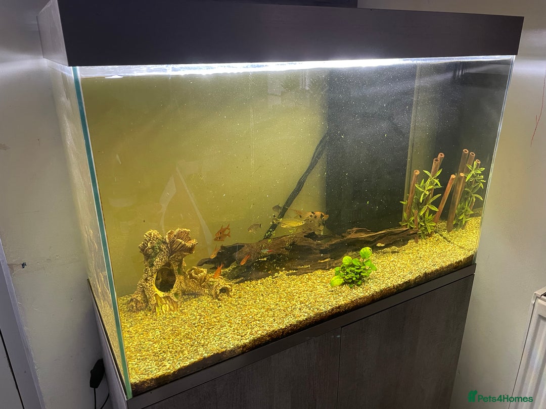 Angelfish fish for sale: Fish tank for sale including stand and fish. - Image 2