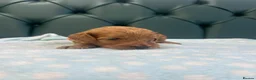 Cockapoo dogs for sale: 5⭐️ Licensed breeder. F1 cockapoo PRA Clear - Advert 17
