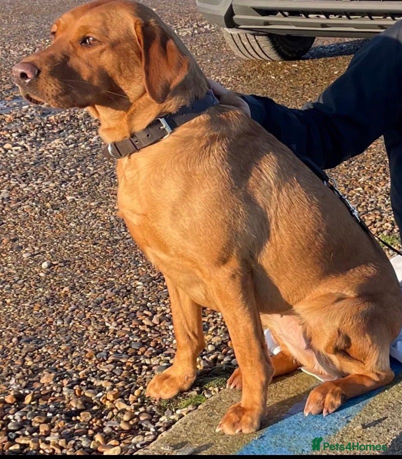 Labrador Retriever dogs Adorable fox red Labrador 2 boy puppies available - Advert 5