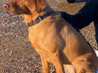 Labrador Retriever dogs Adorable fox red Labrador 2 boy puppies available - Advert 1