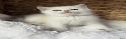 Scottish Fold cats for sale: British short hairs (Scottish straight) ready  - Advert 23