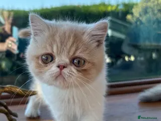 Exotic cats Exotic kittens two female - Advert 1