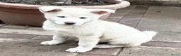Japanese Akita Inu dogs for sale: Japanese Akita Puppies  - Advert 20