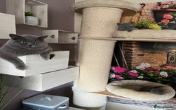 British Shorthair cats for sale: Beautiful British shorthair kittens 🐱 🥰 - Advert 8