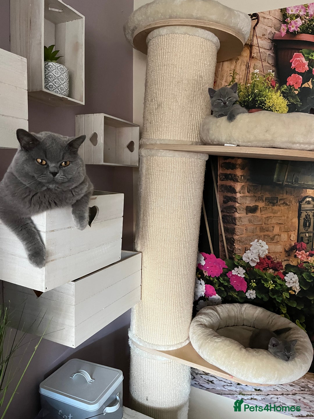 British Shorthair cats for sale: Beautiful British shorthair kittens 🐱 🥰 - Advert 8