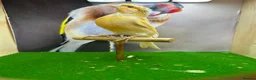 Canaries birds for sale: Crested/gloster canaries - Advert 3