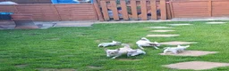 Chihuahua dogs for sale: 3 unique Blue eyed Chihuahua pups - Advert 16