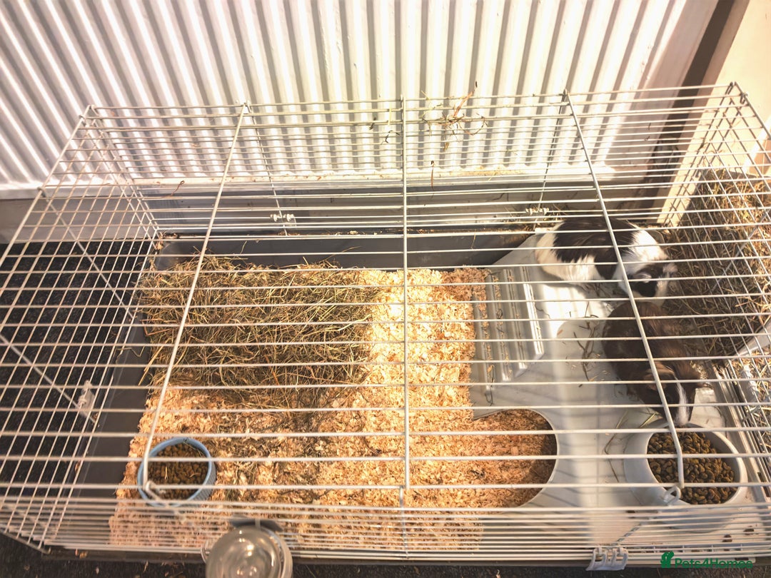 Guinea Pig rodents for sale: 2 female guinea pigs for rehoming with cage - Advert 16