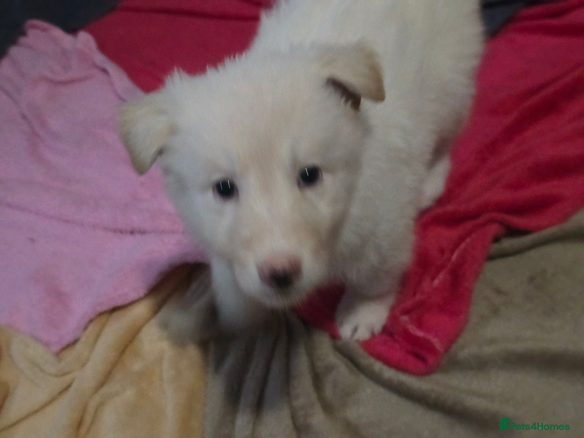 German Shepherd dogs 💕Lunas beautiful first litter 💕 - Advert 4