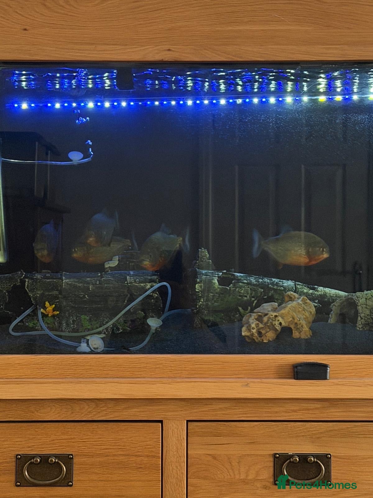 Piranhas fish Red Bellied Pirahna - Advert 2