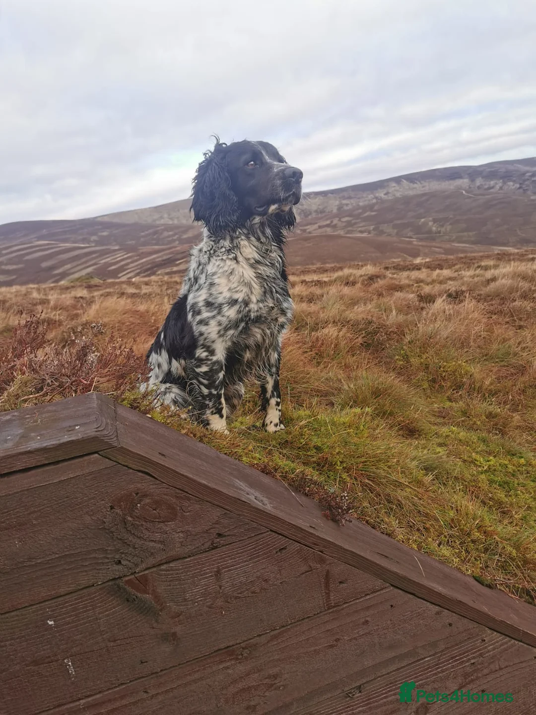 English Springer Spaniel dogs for stud: English Springer Spaniel For Stud - Health Tested in Kirriemuir - Advert 4