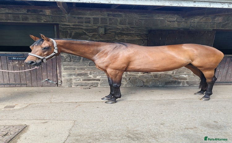 Irish Thoroughbred horses - Advert 12