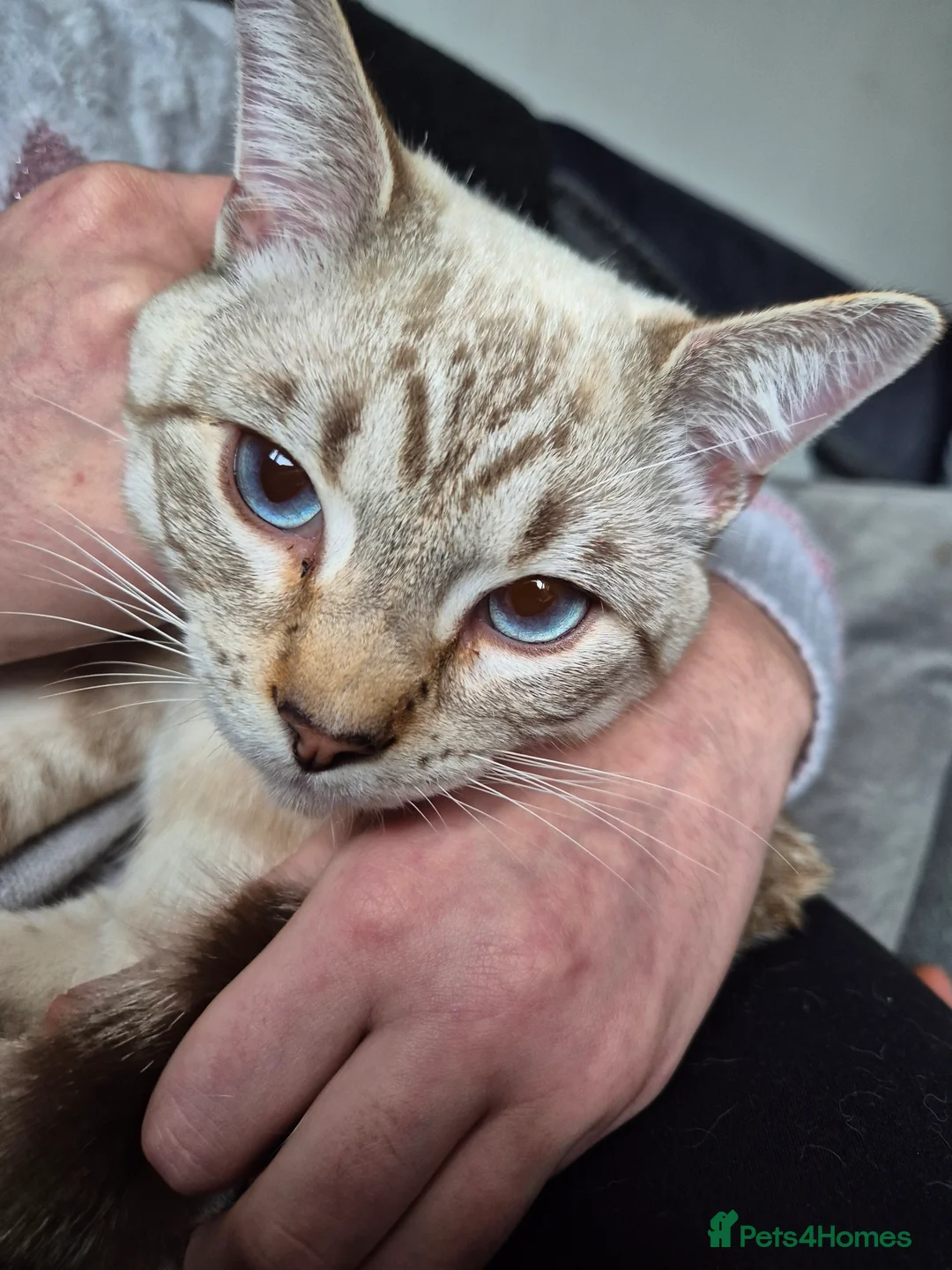 Snowshoe cats for sale: Pedigree snowshoe neutered choc tabby  - Advert 8