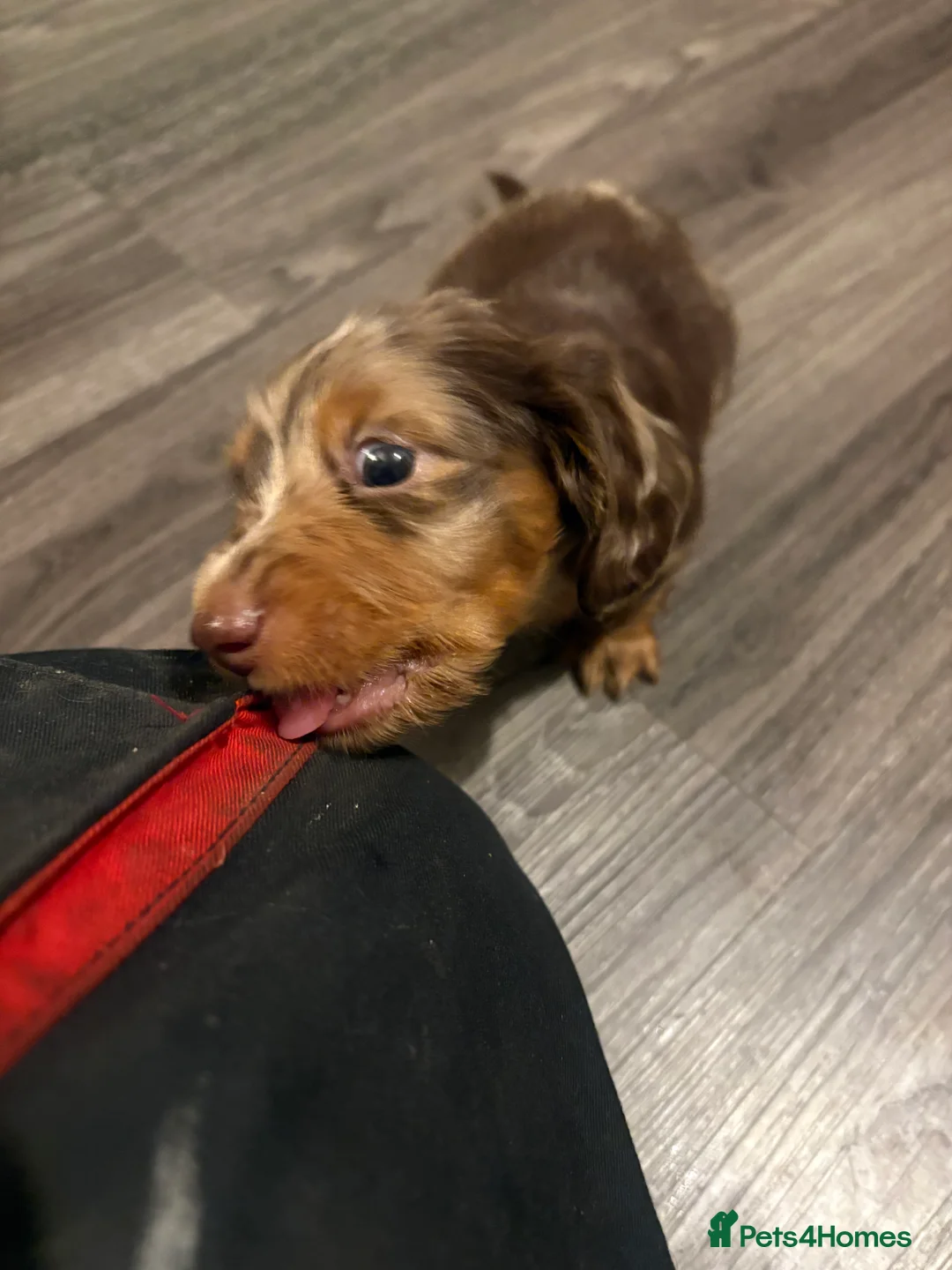 Dachshund dogs for sale: Long haired miniature  - Advert 29