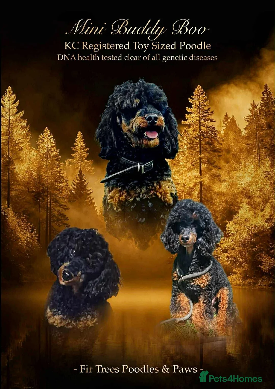 Toy Poodle dogs for sale: 2 Toy Poodle Puppies in Colne - Advert 2