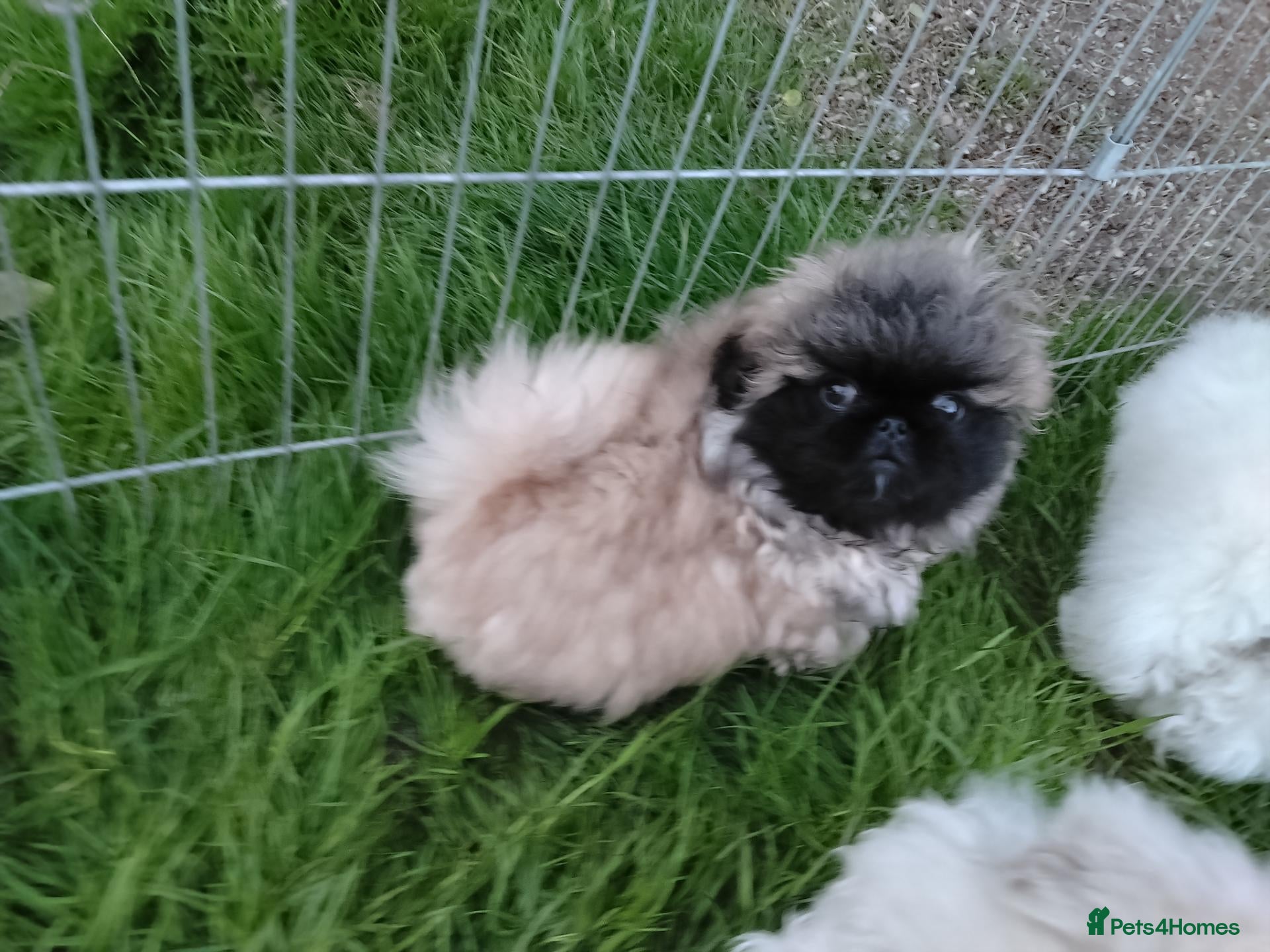 Pekingese dogs KC registered Pekingese puppy's  - Advert 2