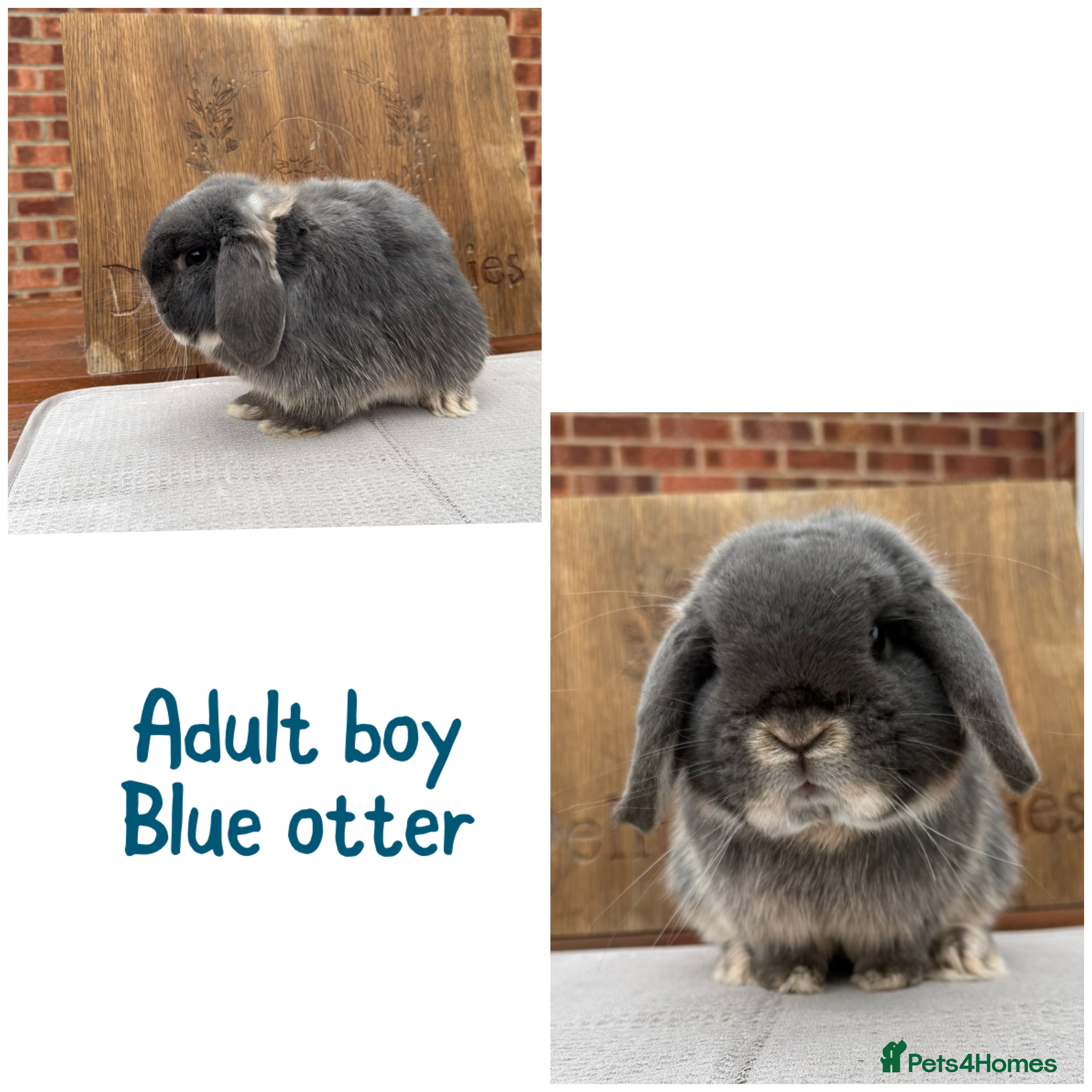 Mini Lop rabbits Mini lop boys - various ages - Advert 1