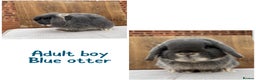 Mini Lop rabbits for sale: Mini lop boys - various ages - Advert 1
