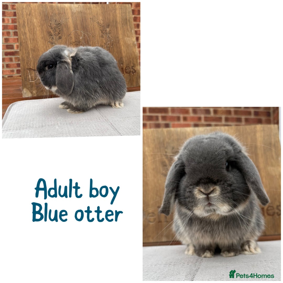 Mini Lop rabbits for sale: Mini lop boys - various ages - Advert 1