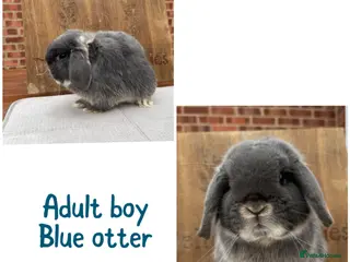 Mini Lop rabbits Mini lop boys - various ages - Advert 1