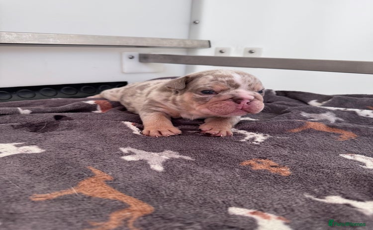 English Bulldog dogs - Advert 6