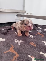 English Bulldog dogs - Advert 15