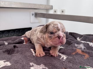 English Bulldog dogs - Advert 2