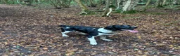 English Springer Spaniel dogs for stud:  Proven English Springer Spaniel Stud - Advert 1