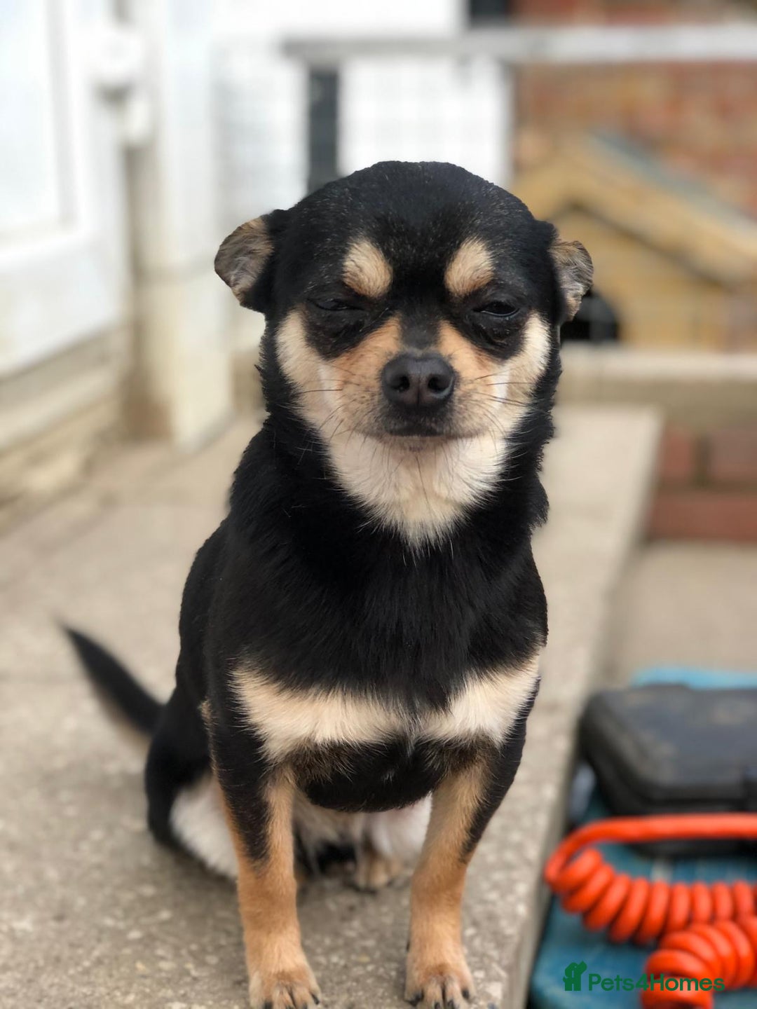 Chihuahua dogs for sale: 6 adorable chihuahuas - Image 11