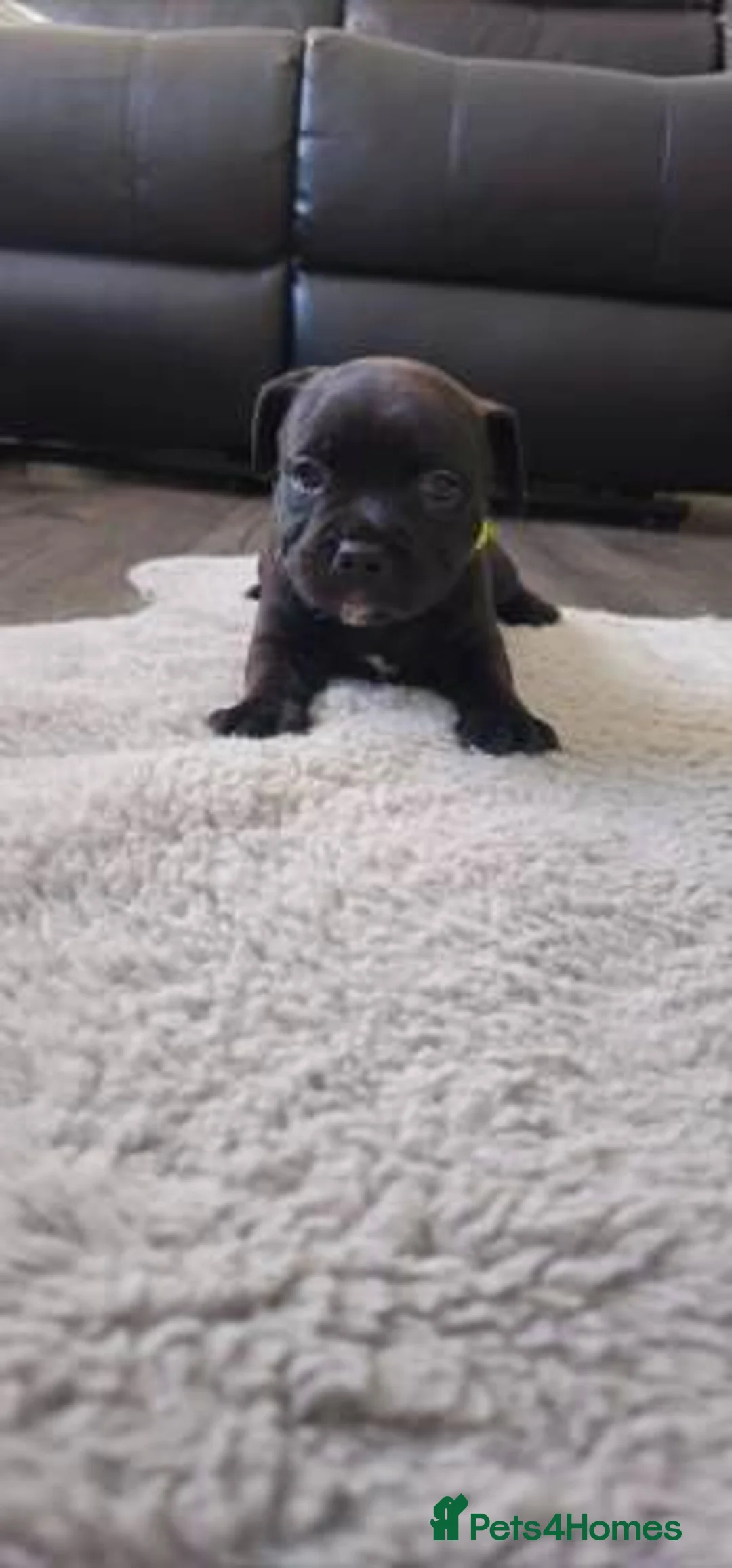 Staffordshire Bull Terrier dogs for sale: Stunning 100% Outstanding Staffy Puppies  - Advert 18