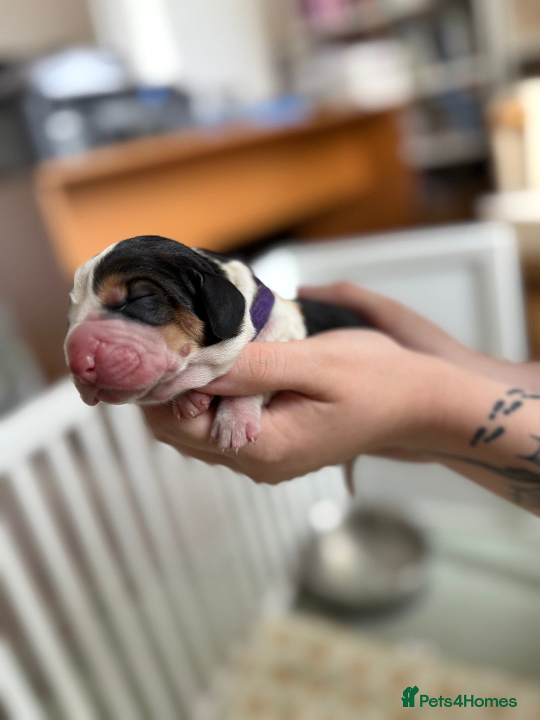 Basset Hound dogs for sale: Beautiful Basset Hound Puppies  - Image 12