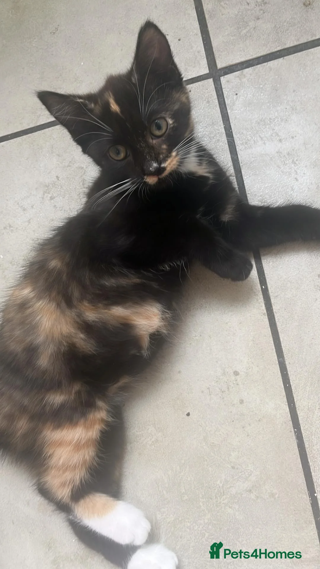 Domestic Shorthair cats for sale: Adorable, Loving Kittens Ready to Join Your Family in London - Advert 24