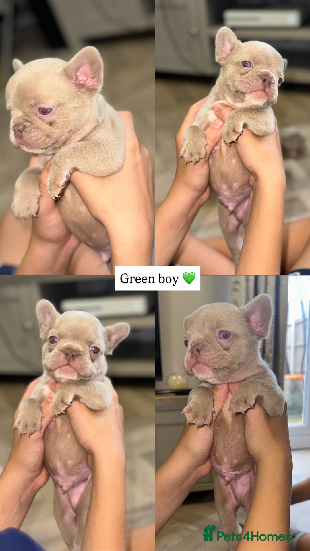 French Bulldog dogs for sale: ‼️ READY TO LEAVE NOW -3 French bulldog pups left! in Ripley - Image 13