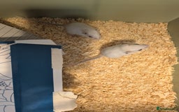 Gerbil rodents for sale: Baby gerbils mixed sex - Image 5