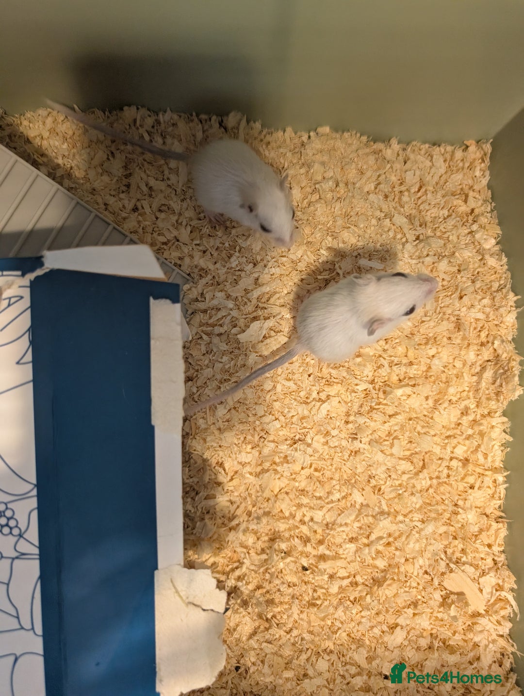Gerbil rodents for sale: Baby gerbils mixed sex - Image 5