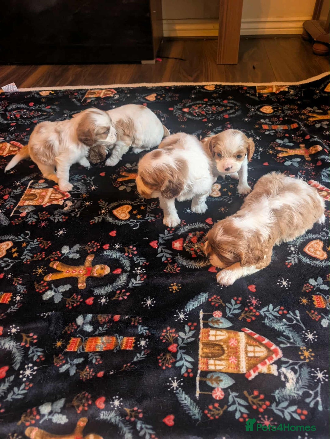 Cavalier King Charles Spaniel dogs for sale: Adorable Puppies Looking for Their Forever Homes! - Image 4