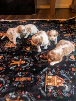 Cavalier King Charles Spaniel dogs Adorable Puppies Looking for Their Forever Homes! - Advert 16