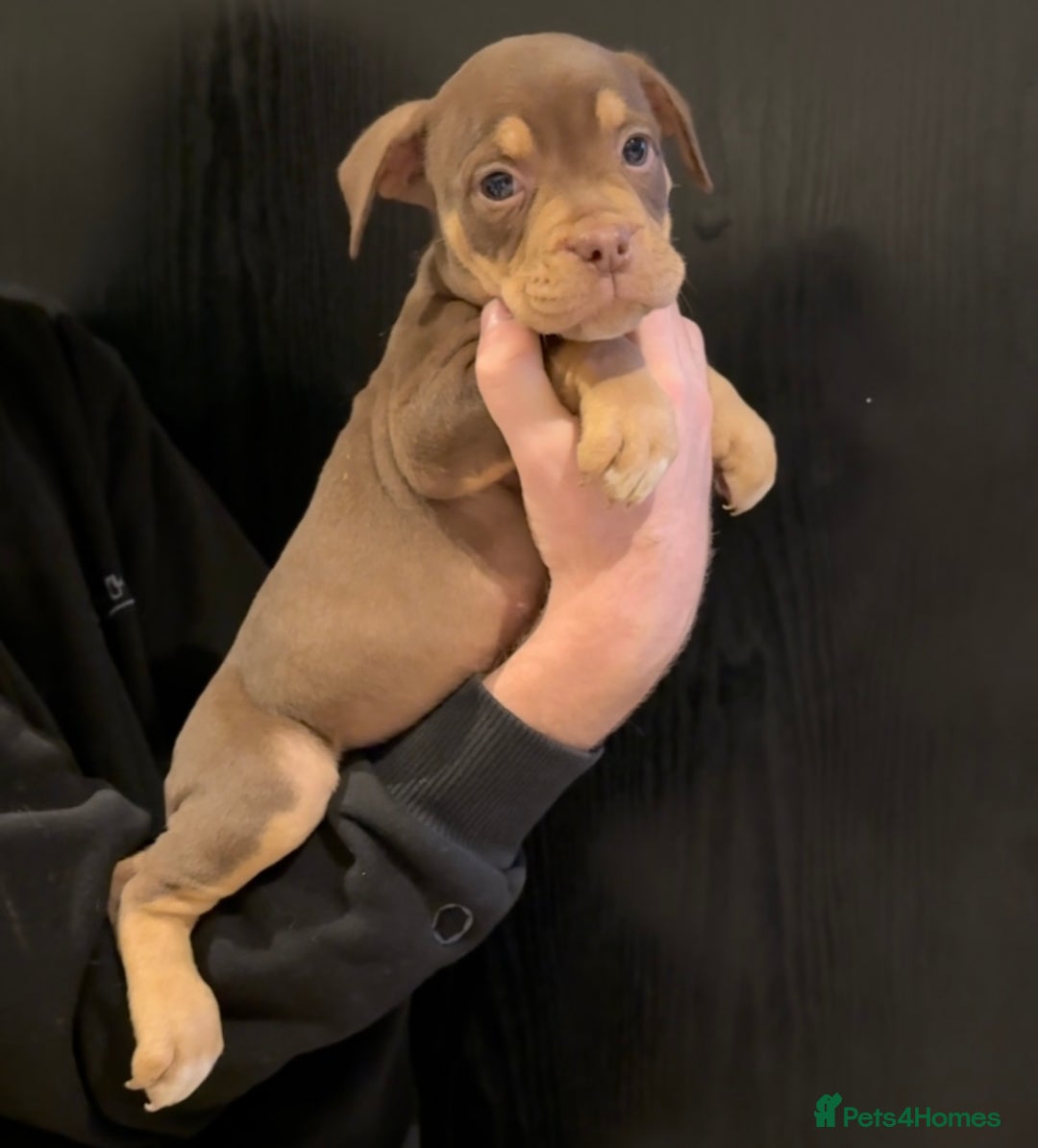 Olde English Bulldogge dogs for sale: Olde English bulldog puppies  - Advert 17