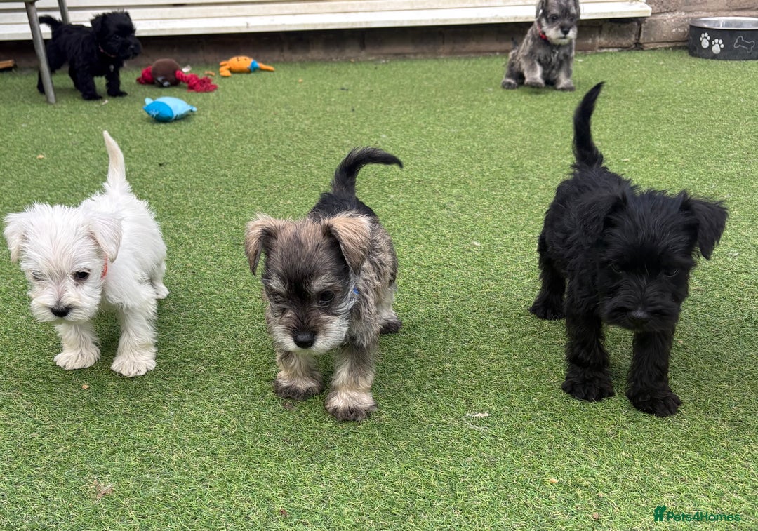 Schnoodle dogs for sale: Stunning litter of Schnoodle pups - Image 3