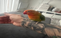 Lovebirds birds for sale: donation - Image 3