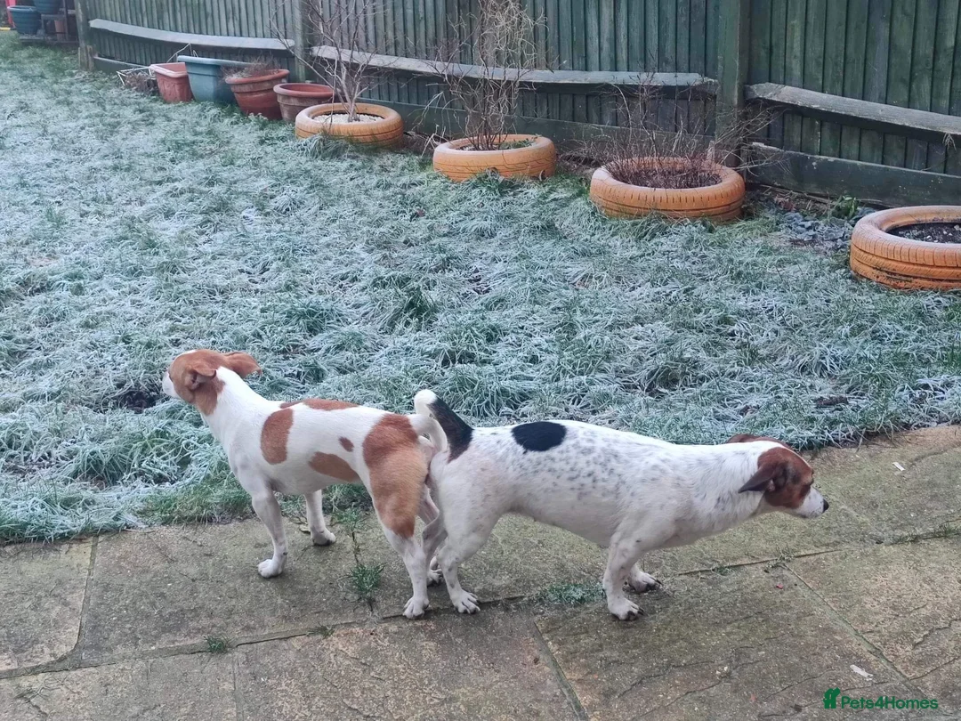 Jack Russell dogs for stud: Handsome Tan miniature Jack Russell for stud in Hemel Hempstead - Advert 6