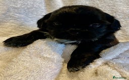 Shih Tzu dogs for sale: Adorable Imperial Shih Tzu Puppies - Advert 8