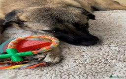 Mixed Breed dogs for sale: Melon – A Gentle Anatolian Shepherd Mix - Image 5